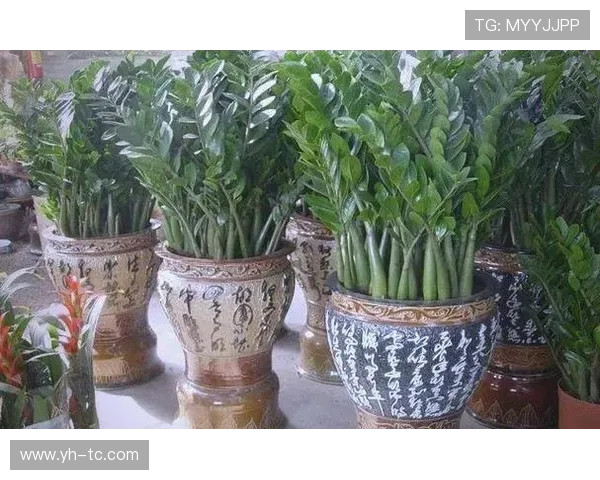 开运线上官方入口推荐，带你领略神奇的吉祥能量，提升生活品质